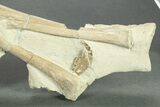 Fossil Squirrel-Like Mammal Jaws With Camelid Leg Bones - Wyoming #269861-2